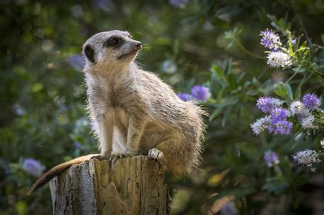 Meerkat - Newquay Zoo