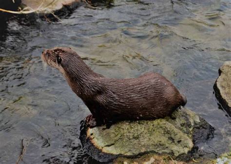 Eurasian Otter Facts: Profile, Traits, Skull, Food, Feet, Face - Mammal Age