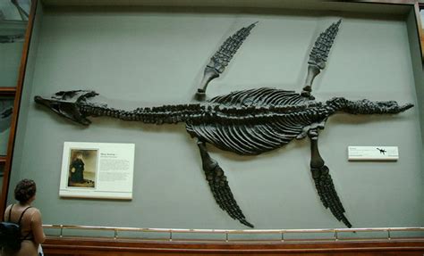 Plesiosaur skeleton 180 million BC | Flickr - Photo Sharing!