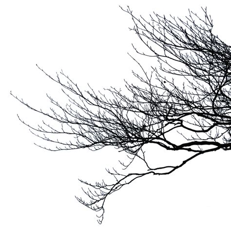 Branch PNG Transparent Images - PNG All