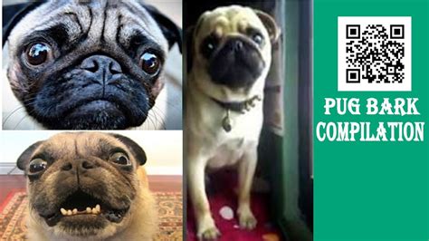 PUG BARK COMPILATION - YouTube