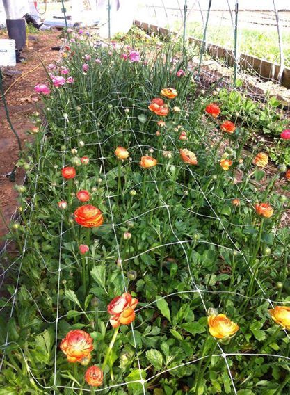 Indoor planting for 2015 – Ranunculus