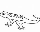 Leopard Gecko Coloring Pages sketch template