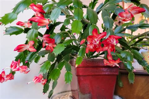 My Surprising Fertilizer For A Super Blooming Christmas Cactus Every Year