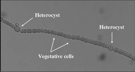 Vegetative Cell