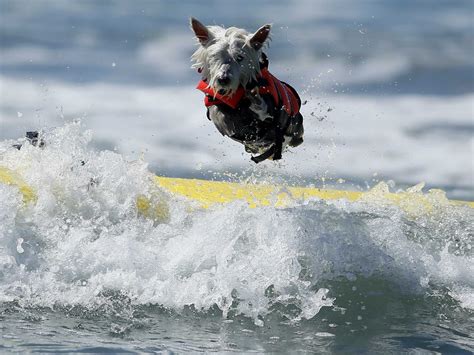 Fifth Annual Dog Surfing Competition - Business Insider