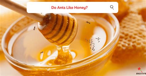 Do Ants Like Honey? The Sweet Truth - BugsTips