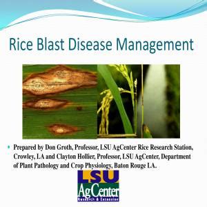 Rice Blast Disease Management 2013