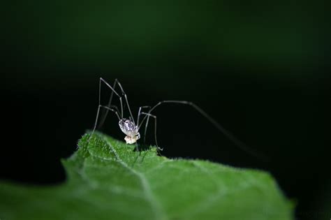 3 Views of Harvestmen — Todd Henson Photography