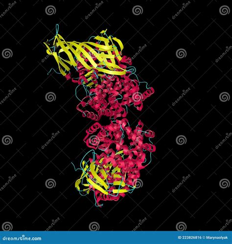 Crystal Structure of Human Insulin-regulated Aminopeptidase with Lysine in Active Site. Medical ...