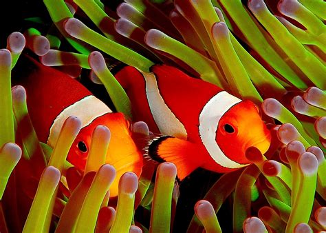 5 fascinating facts about clownfish – How It Works