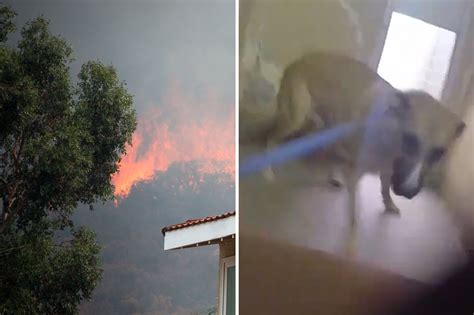 Dramatic video shows rescue of 60 animals during California wildfire ...