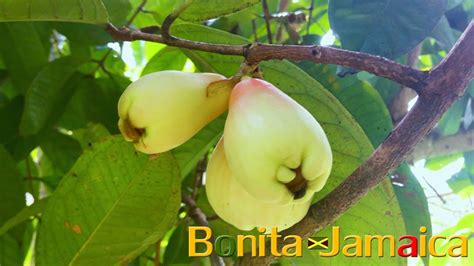 Pictures Of Jamaican Fruit Trees | Fruit Trees