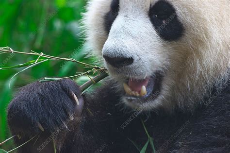 Giant panda feeding - Stock Image - C042/5266 - Science Photo Library