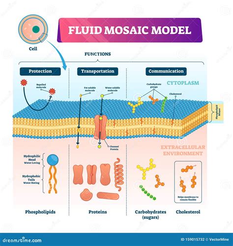 Fluid Mosaic Model Vector Illustration. Cell Membrane Structure ...