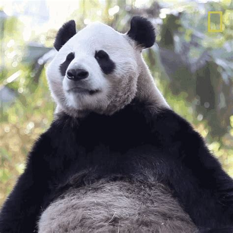 National Panda Day Nat Geo GIF - National Panda Day Nat Geo National Geographic - Discover ...