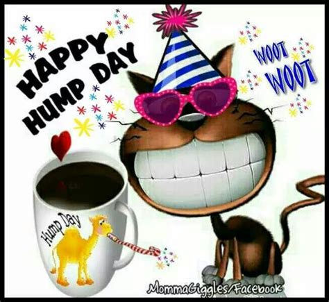 1000+ images about Hump Day on Pinterest | Hump day, Happy and Wishful ...