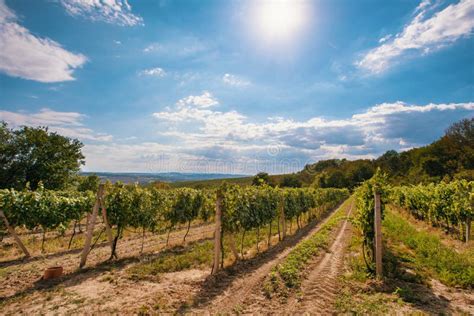 Palava Vineyards. South Moravia Czech Republic Stock Photo - Image of field, fruit: 124233790