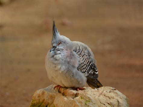 The Online Zoo - Crested Pigeon