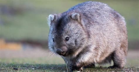 Wombat poop: Why are wombat poop cubes?