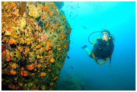 Great Cebu Diving Packages Available All Year Round