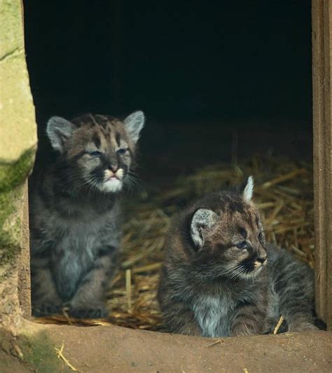 Puma Cubs Greet the Day in the UK - ZooBorns