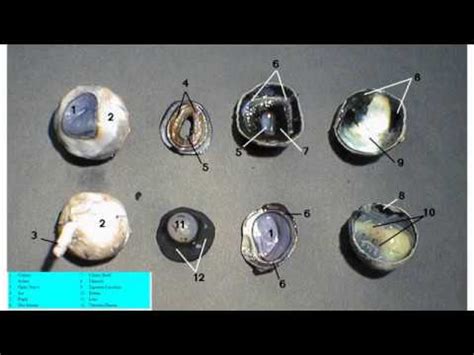 Sheep Eye Anatomy