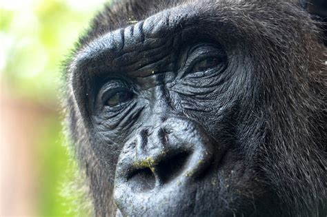 Premium Photo | Gorilla eyes close up detail