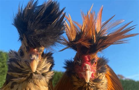 Chickens With Afros: Who Has The Poofiest Hairdo? | Chicken Fans