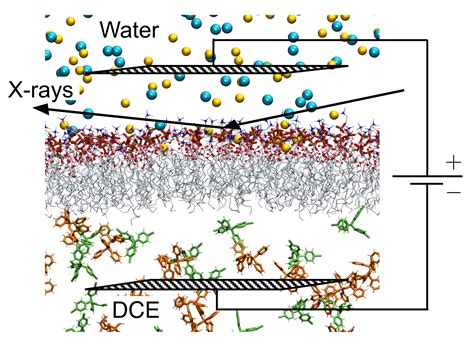 Membrane Potential Shapes Biological Membranes | Advanced Photon Source