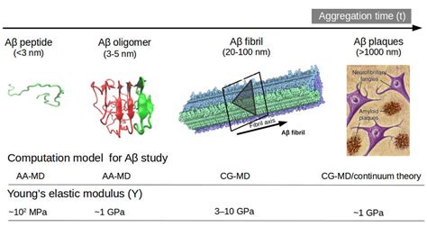 Representation of Aβ structures during aggregation: (a) free Aβ... | Download Scientific Diagram