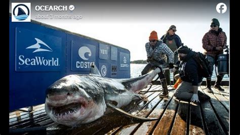 Annual great white shark migration converges on Florida | Miami Herald