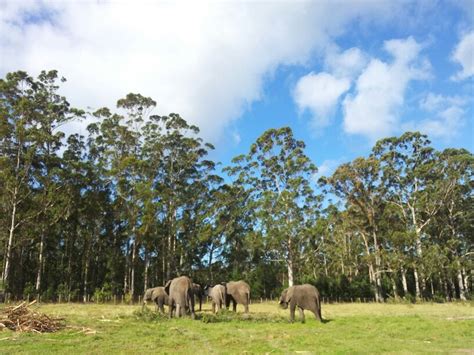 Knysna Elephant Sanctuary | Elephant sanctuary, Elephant, Favorite places