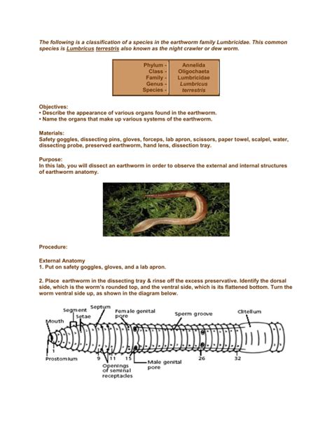 The following is a classification of a species in the earthworm family