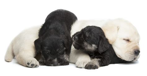 Schnauzer Lab Mix - A Complete Guide To A Fascinating Cross Breed