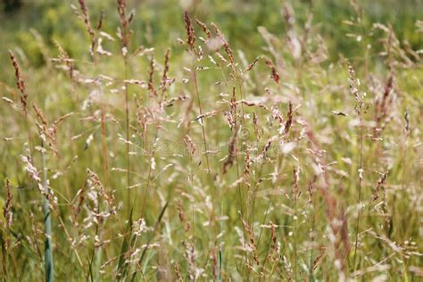 Grass pattern stock image. Image of lawn, ground, crop - 26546195