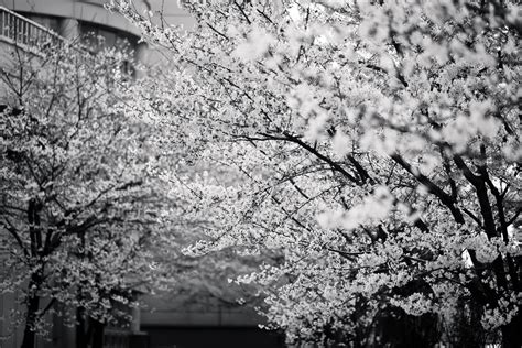 Free Images : tree, nature, branch, black and white, plant, flower, bloom, spring, cherry ...