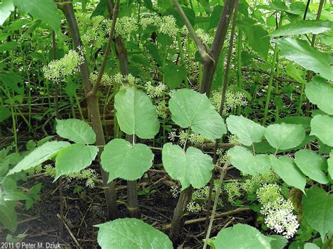 Aralia racemosa (Spikenard): Minnesota Wildflowers