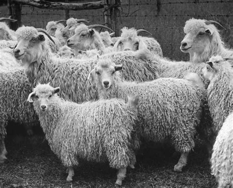 Angora Goats: Portraits of the Blueblooded Elite of the Goat World