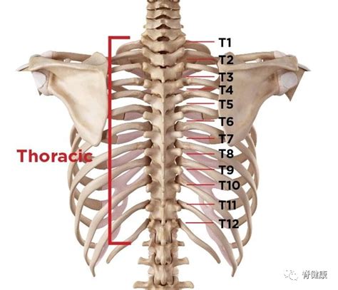 被忽略的十二块脊椎，四个方法提升灵活度 - 知乎