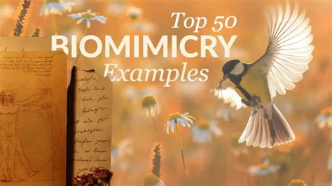 The Best 50 Biomimicry Examples and Inventions of All Time