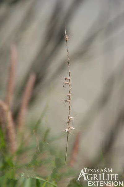 Plants of Texas Rangelands » Buffelgrass