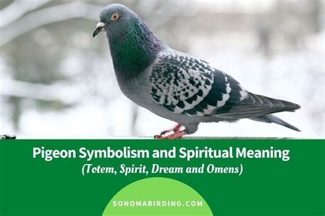 Pigeon Symbolism and Meaning (Totem, Spirit and Omens) - Sonoma Birding