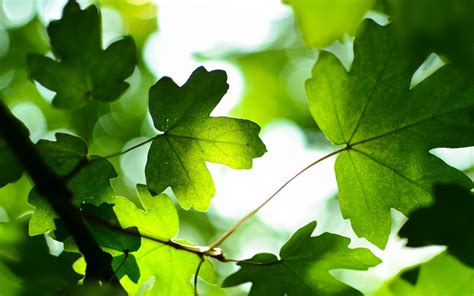 Green Leaves 4K Wallpapers | HD Wallpapers | ID #19188