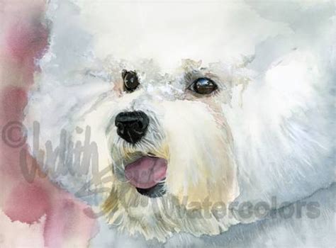 Bichon Frise' Fluffy White AKC Non Sporting Pet - Etsy