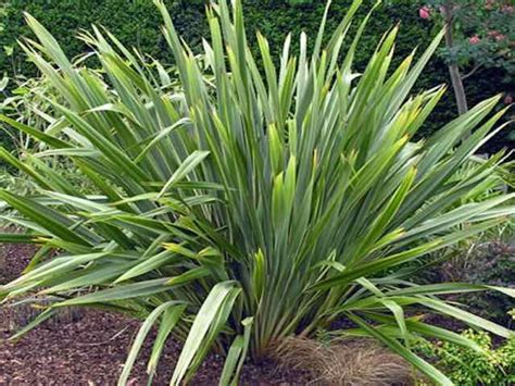 GRASSES/SEDGES – Page 2 – Peninsula Plants