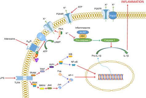 Adenosine and ATP signalling both activate inflammasome via modulating... | Download Scientific ...