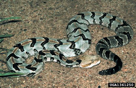 timber rattlesnake (Crotalus horridus)