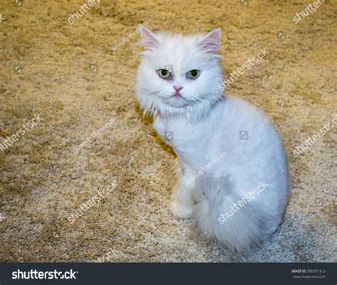 236 Cat Lion Hair Cut Images, Stock Photos & Vectors | Shutterstock