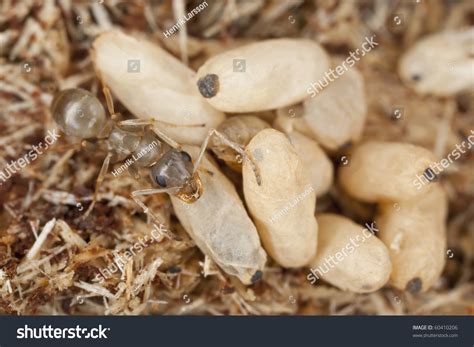 Newly Hatched Ant And Eggs. Extreme Close-Up With High Magnification ...